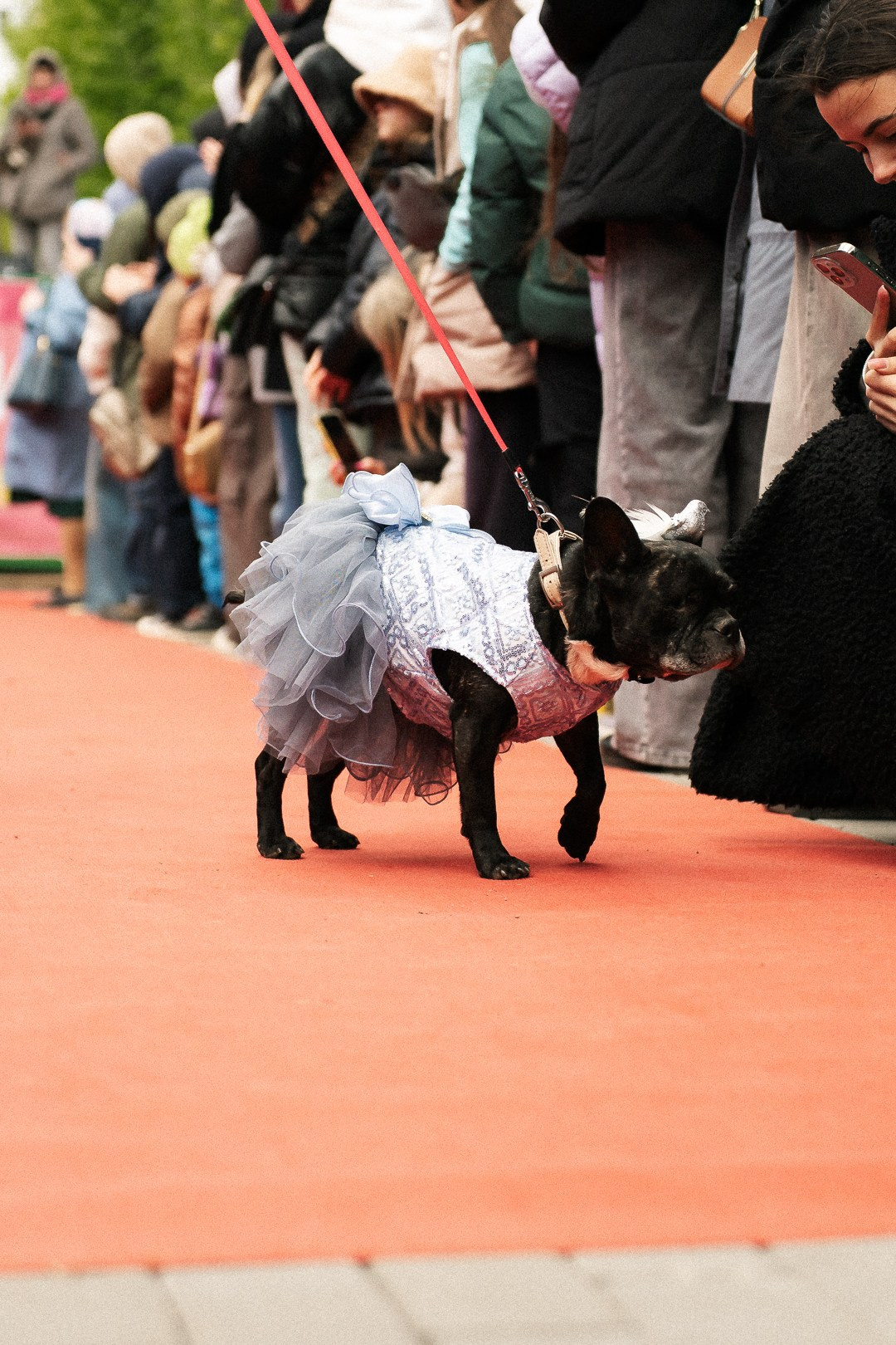 Парад Бульдогов. Axenov_eugene