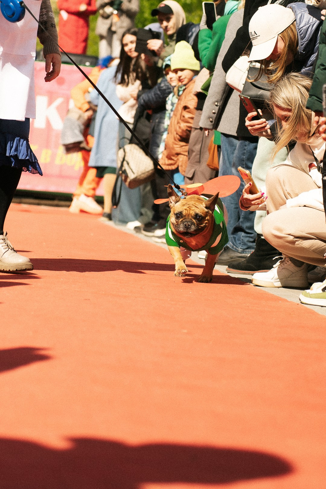 Парад Бульдогов. Axenov_eugene