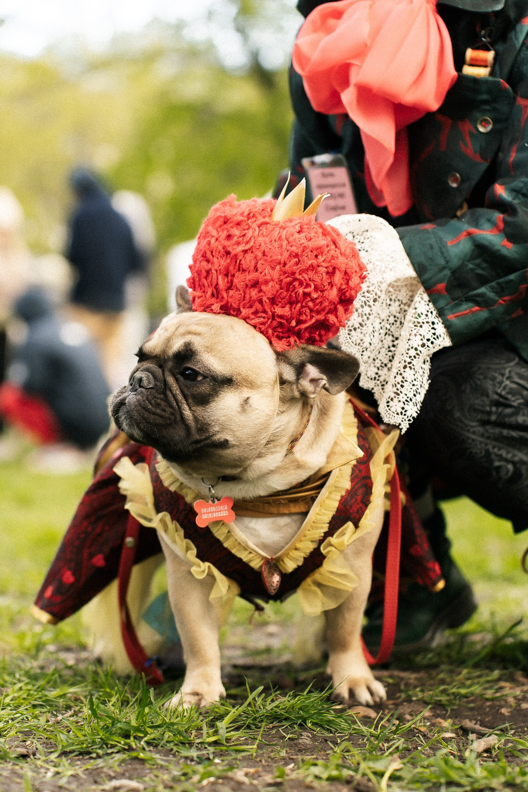 Парад Бульдогов. Axenov_eugene