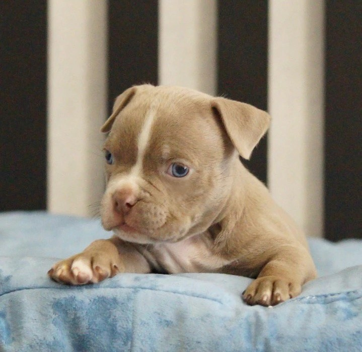 Щенки Американский булли. ПИТОМНИК СОБАК ПОРОДЫ АМЕРИКАНСКИЙ БУЛЛИ