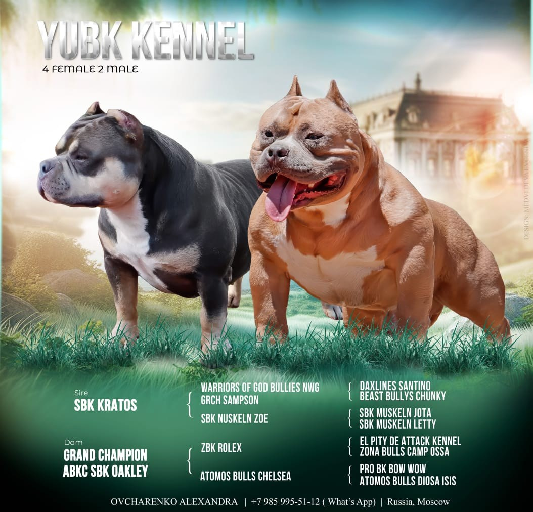 Родители Челси. ПИТОМНИК СОБАК ПОРОДЫ АМЕРИКАНСКИЙ БУЛЛИ