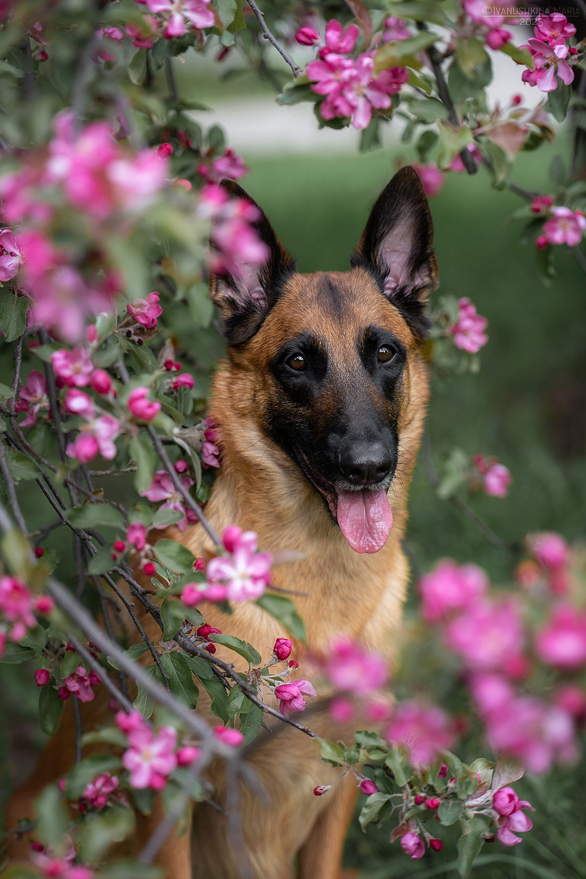 Фотограф-анималист. Фотограф собак в Москве и Московской области Иванушкина Мария