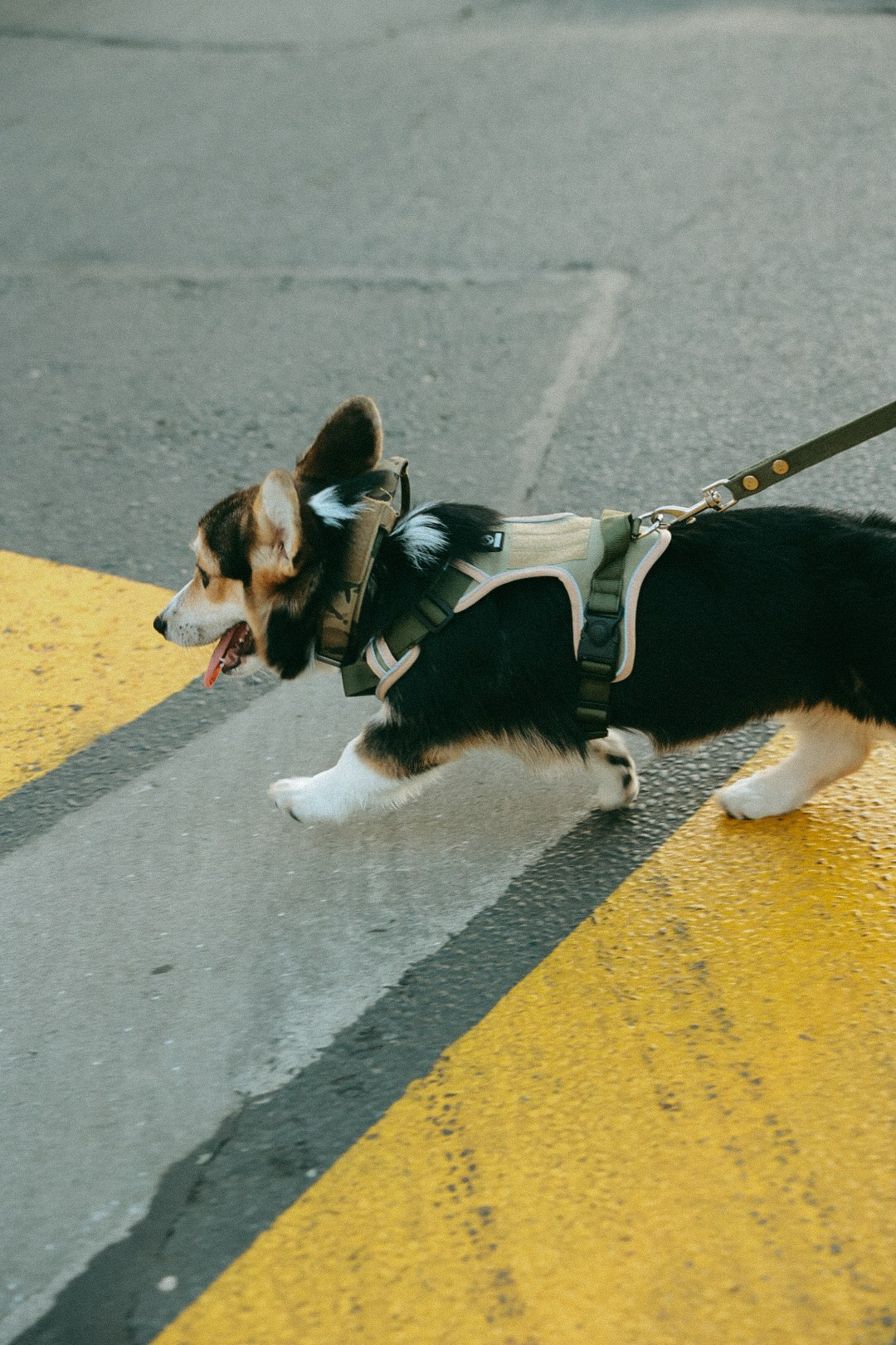 Олег Юля и Арчи. Фотограф Нижний Новгород