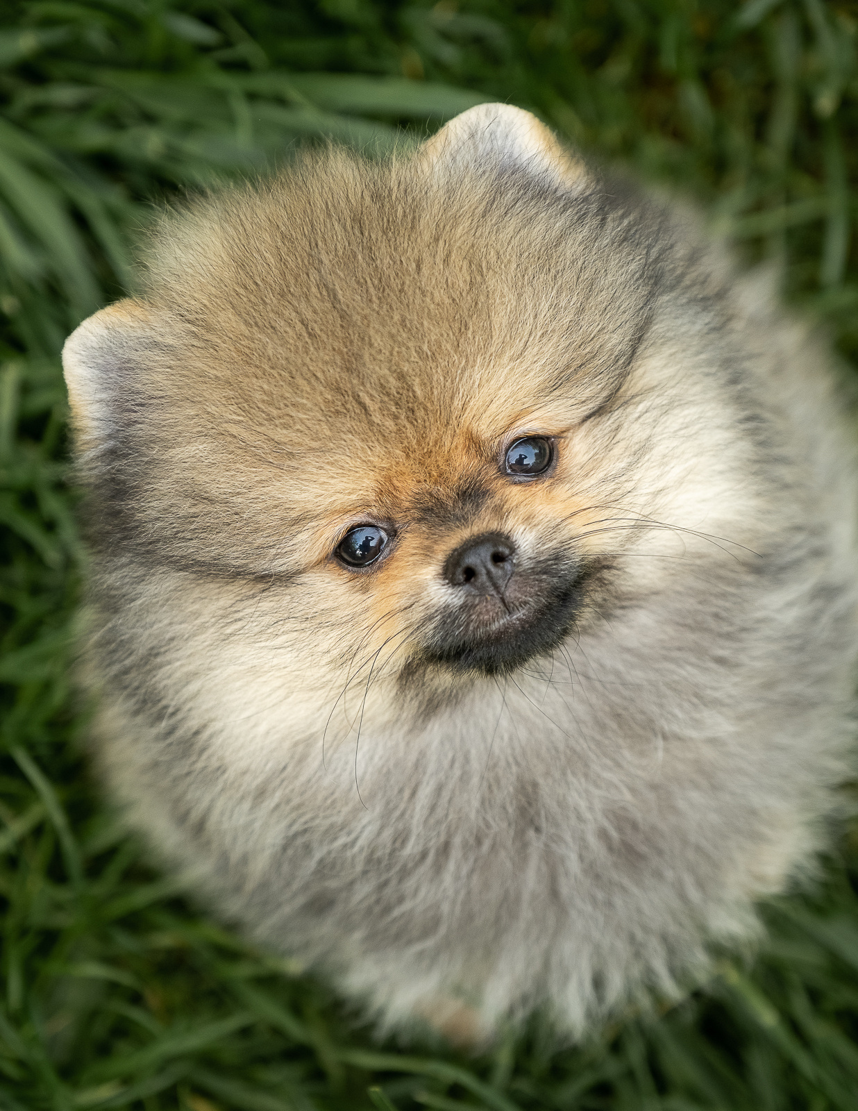 Съемка щенков в питомнике «Из Жаворонок». Семейный и детский фотограф в Москве Светлана Потемкина