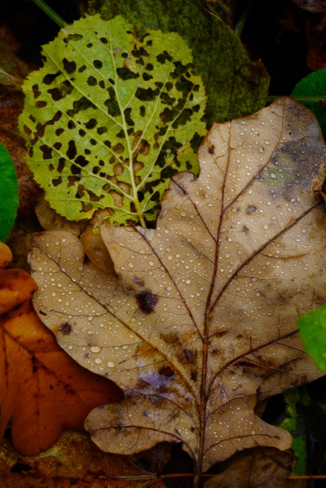 Природа. Настасья Проценко. Фотограф