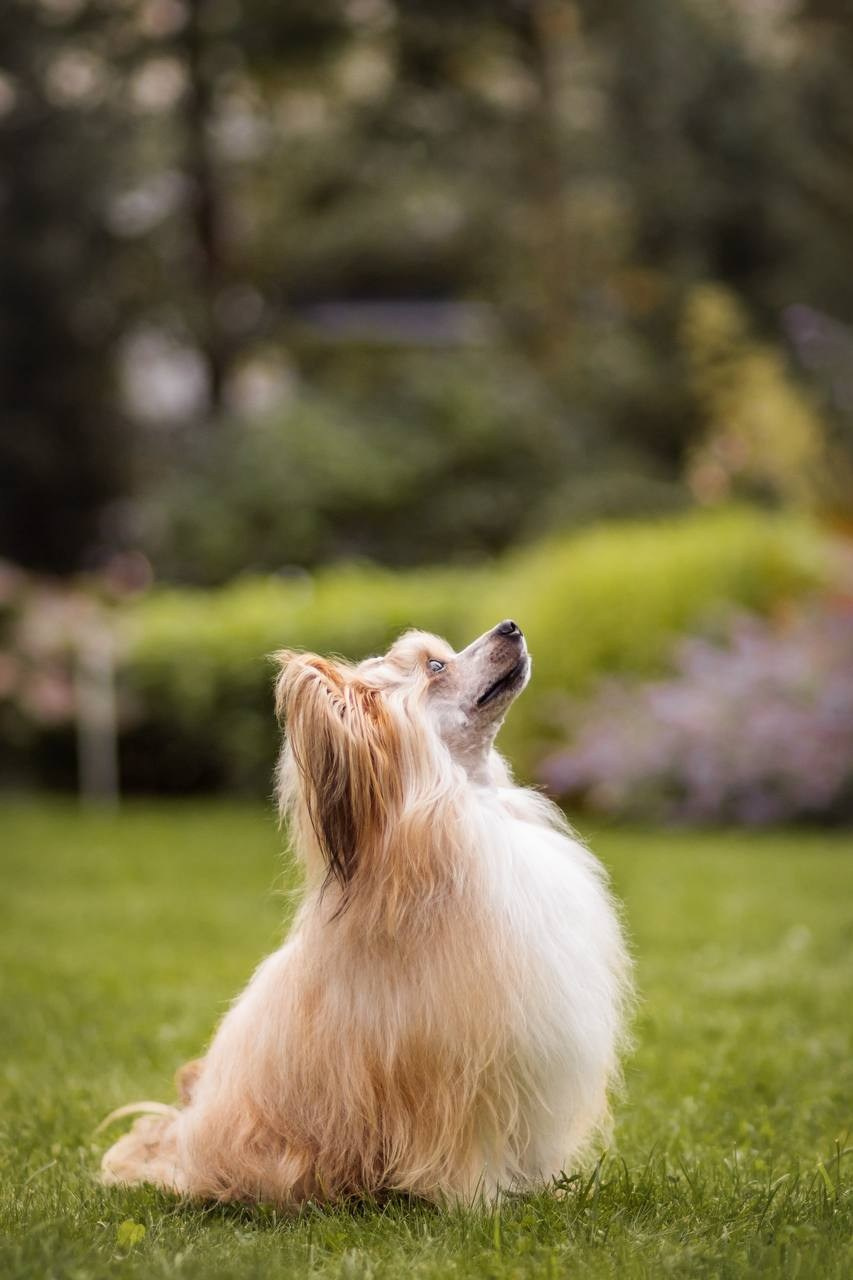 Poale Ell Veles. Chinese Crested Dog Kennel Poale Ell