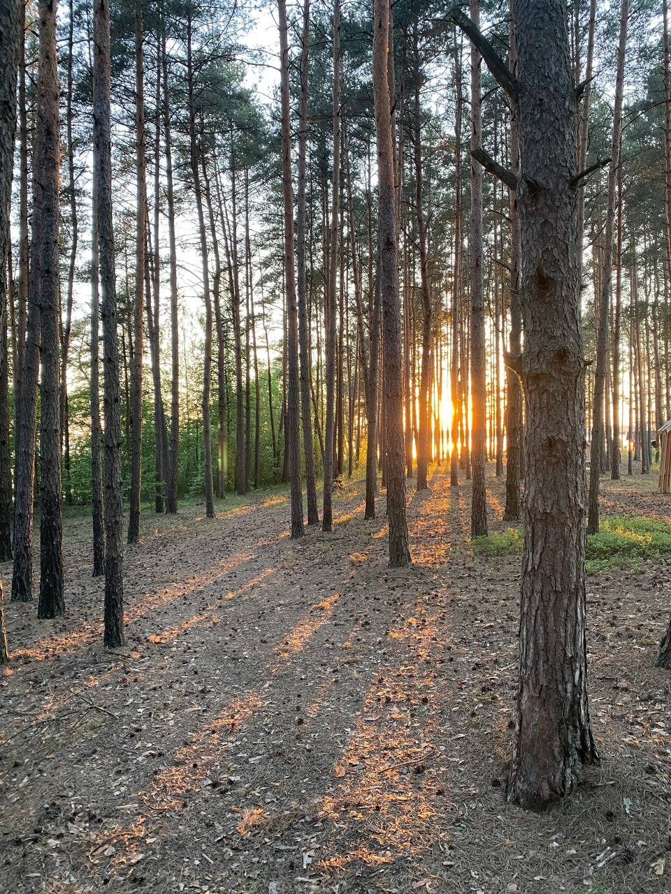 Территория. Добро пожаловать в Кемпинг — уникальное место для отдыха на лоне природы!