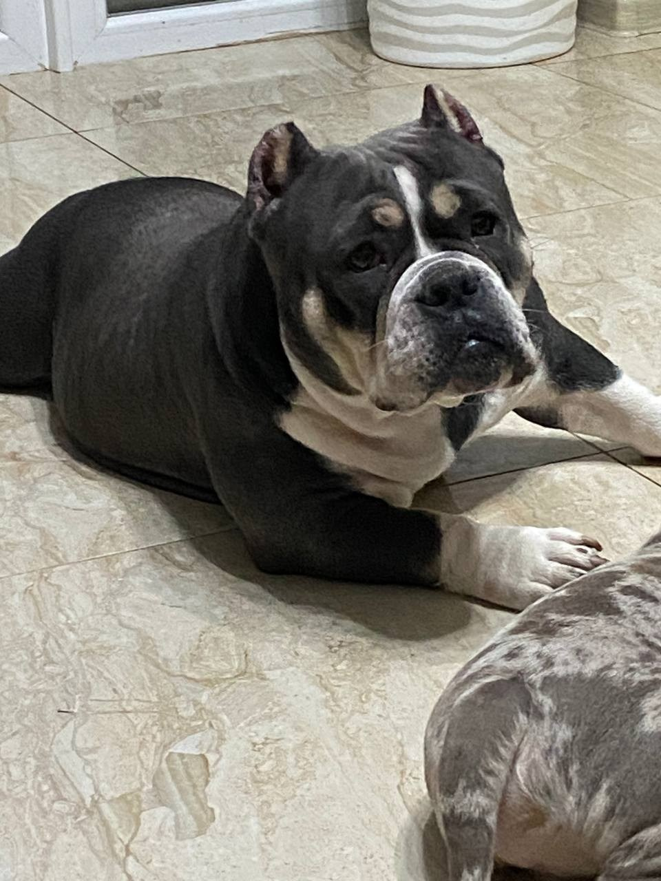 Линда (вязка Батайск). Американский Булли в г. Ростов-на-Дону. Питомник THE POWER OF SIBERIA