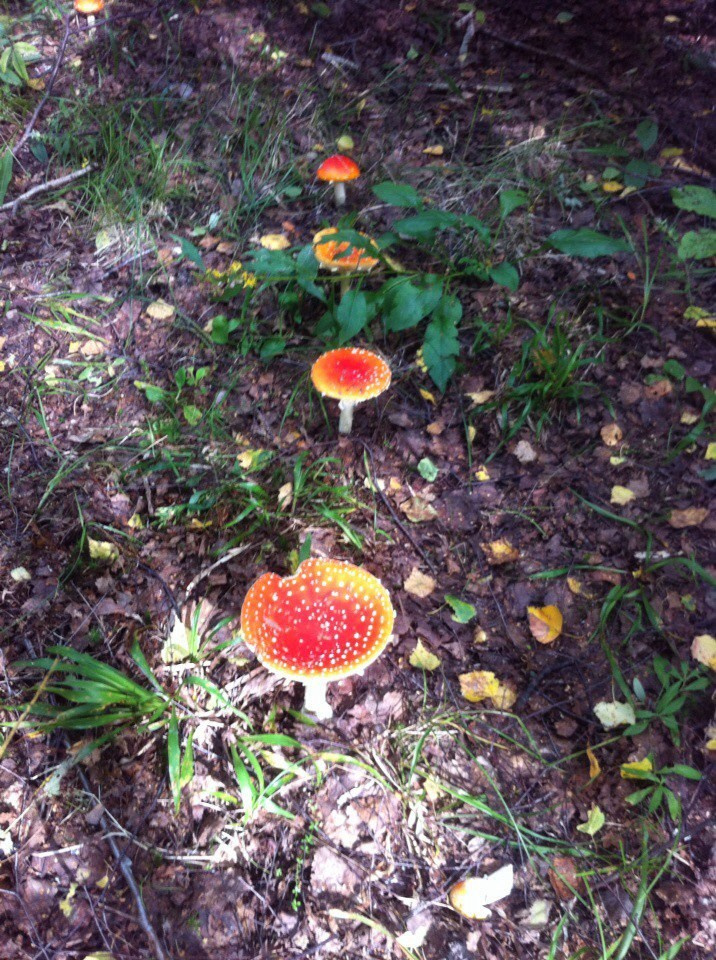 Деревенский выезд 2 | 26-28.08.2016. Галерея Фантим