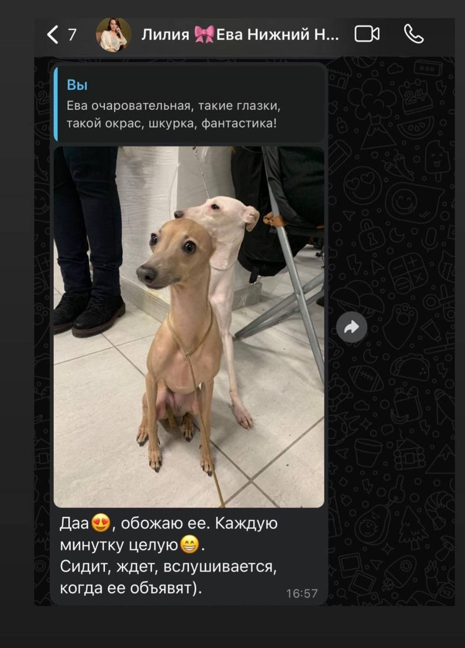 Выпускники ЧЕМПИОНЫ. Профессиональный питомник левреток РКФ/FCI ASTI SAPPHIRE 💎 Сочи|Санкт-Петербург