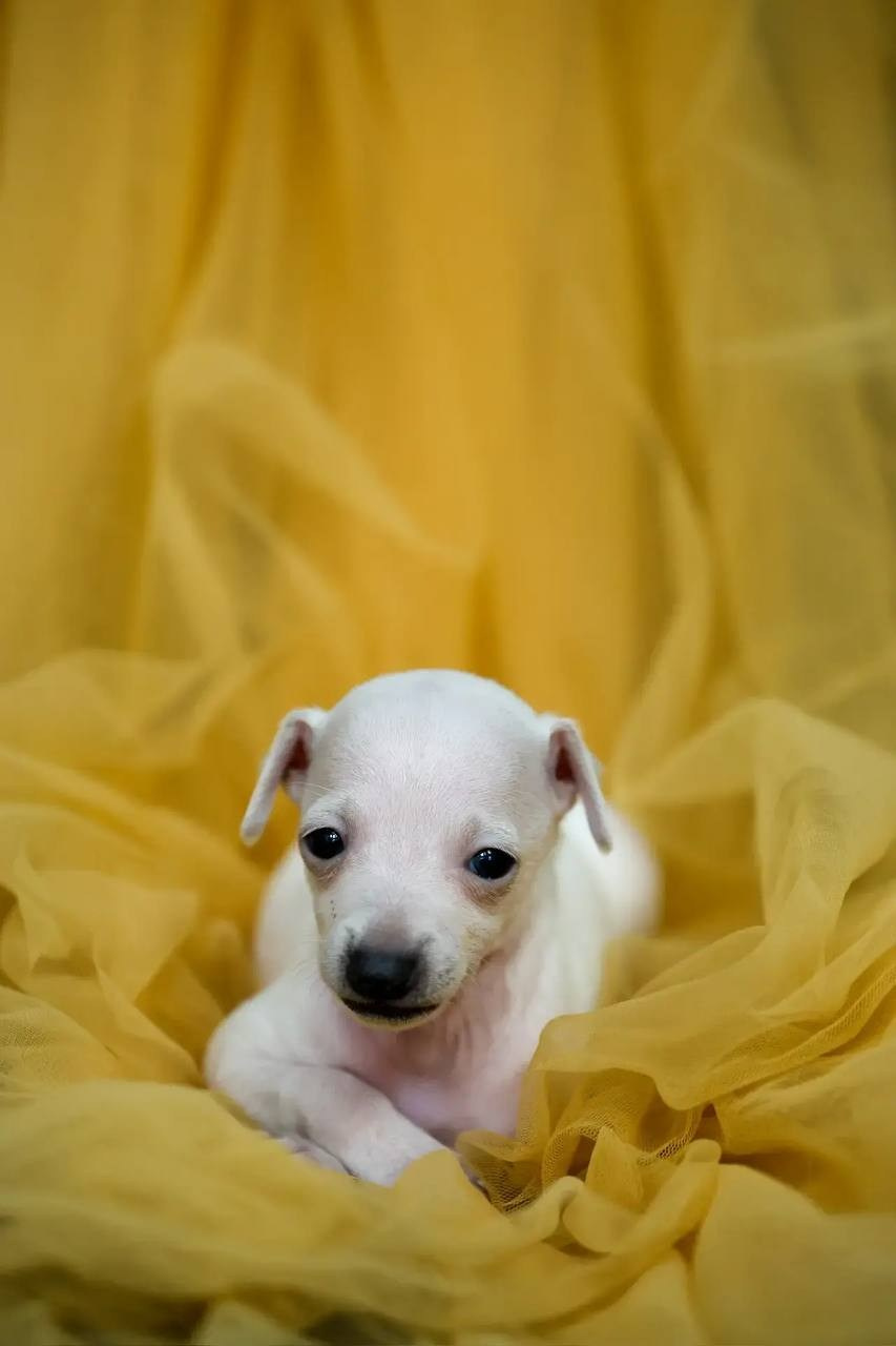 Белоснежные. Профессиональный питомник левреток РКФ/FCI ASTI SAPPHIRE 💎 Сочи|Санкт-Петербург