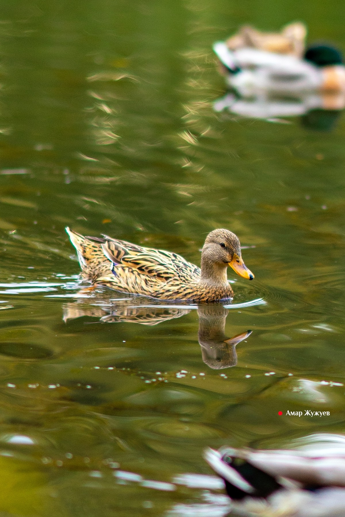 Фотографии города Черкесска. Фотограф из Черкесска Амар Жужуев