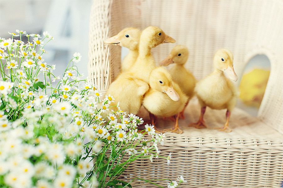 Утята  фотосессия