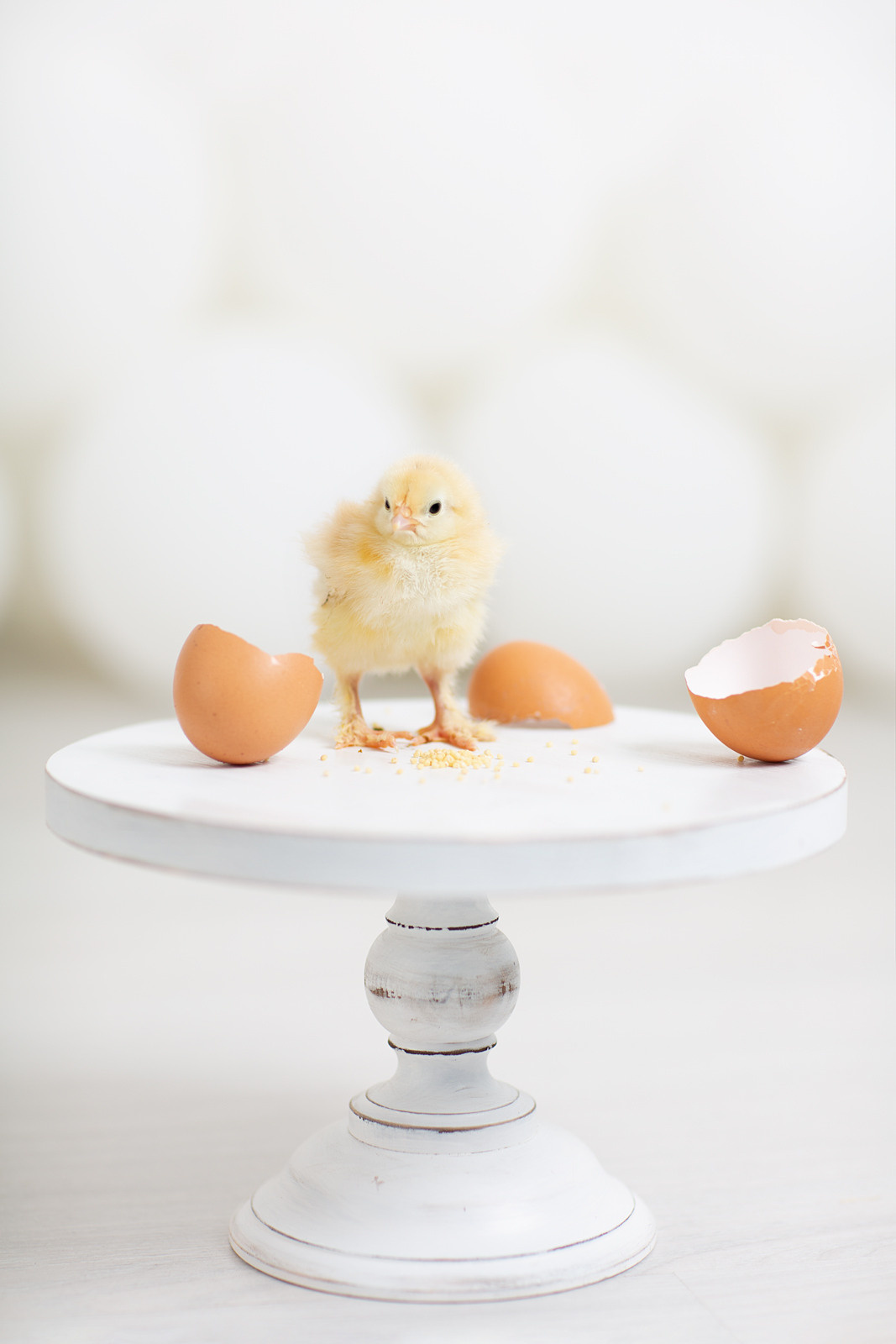 Пасхальная фотосессия спб