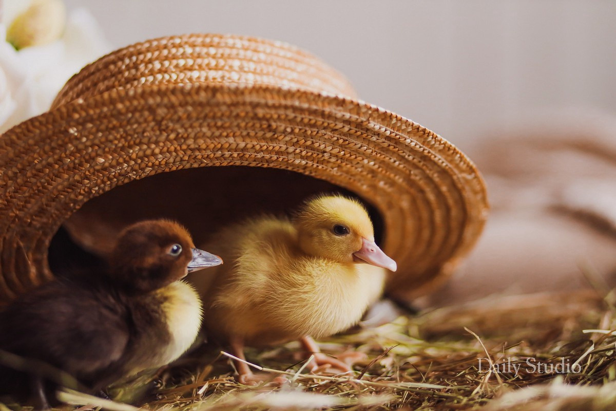 Фотосессия с утятами спб