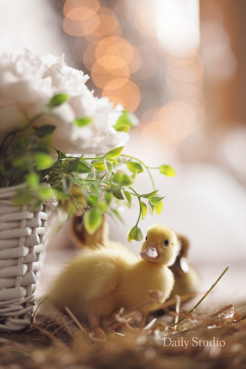 Пасхальная фотосессия СПБ