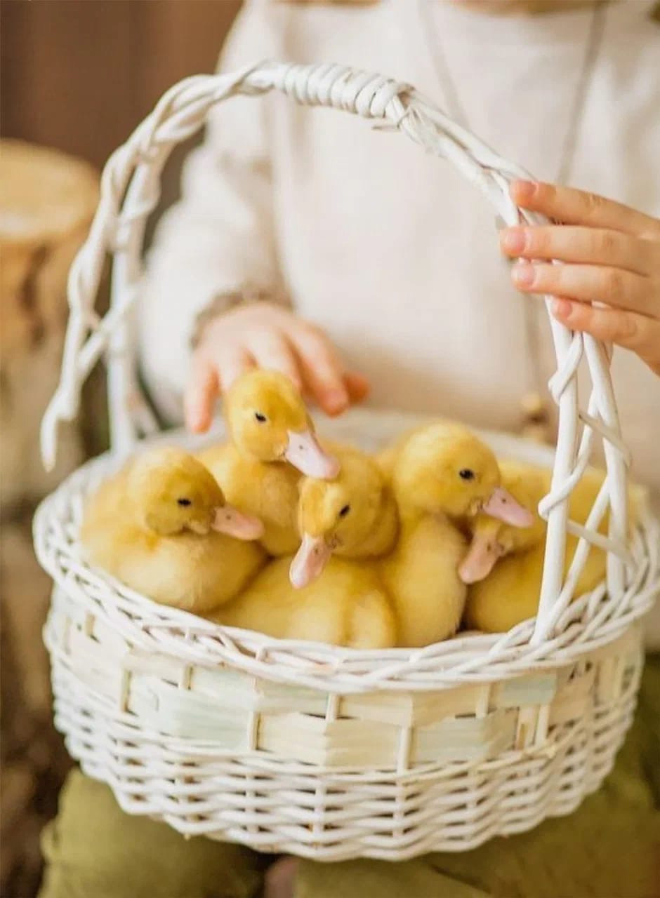 Утята крупным планом в корзинке