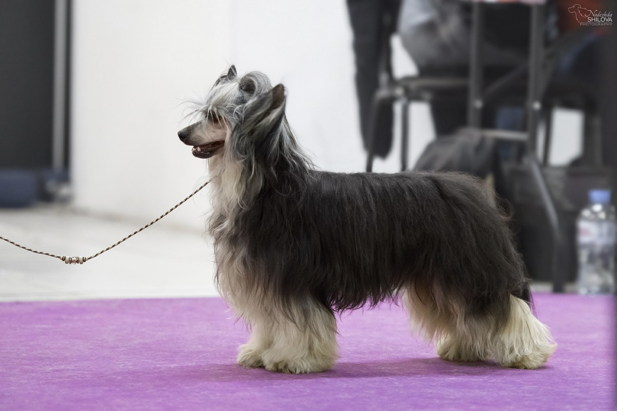 Poale Ell Bazhen. Chinese Crested Dog Kennel Poale Ell
