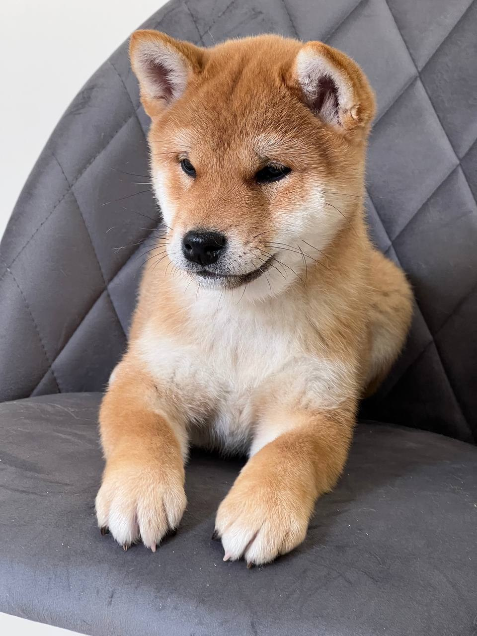 сиба питомник Рубилайт щенки на продажу rubylight  сиба щенки купить СПб Санкт-Петербург 