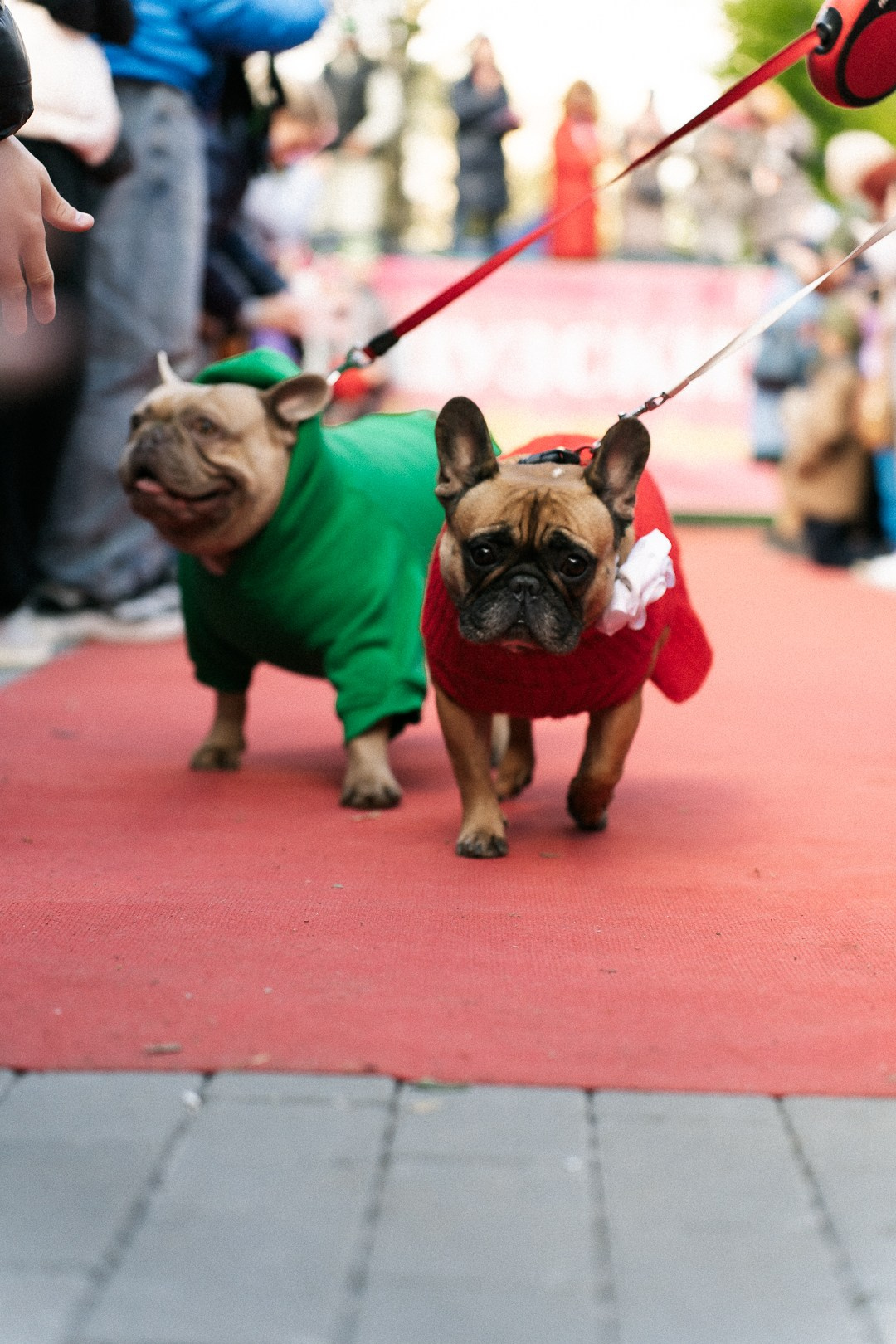 Парад Бульдогов. Axenov_eugene