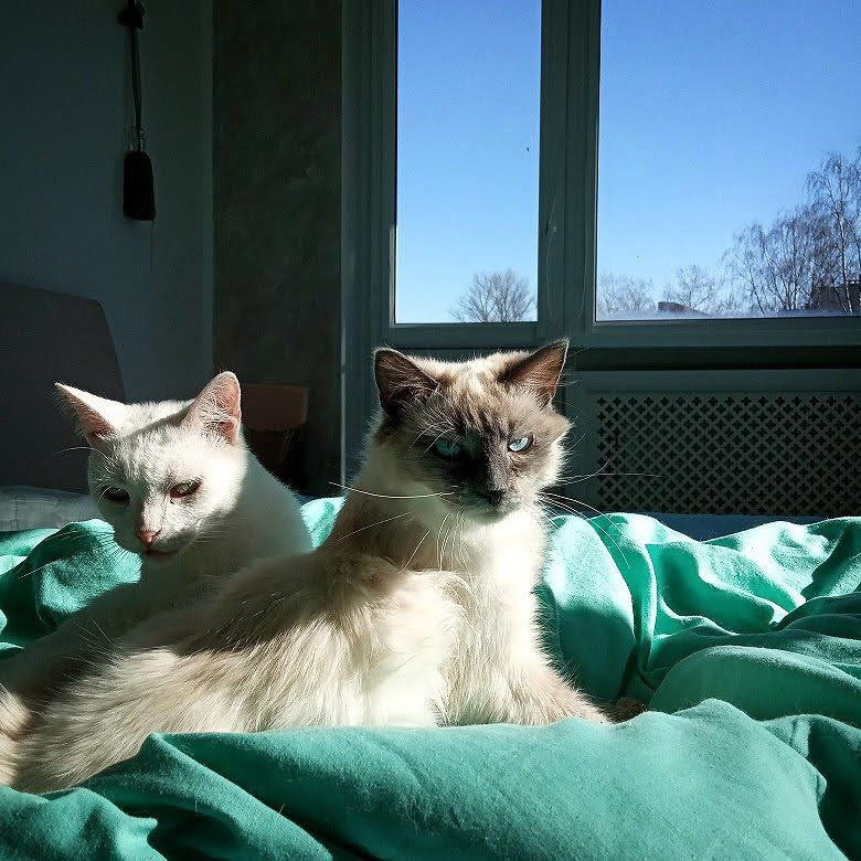 ЖИВОТНЫЕ. Misha Light ✨ Photography