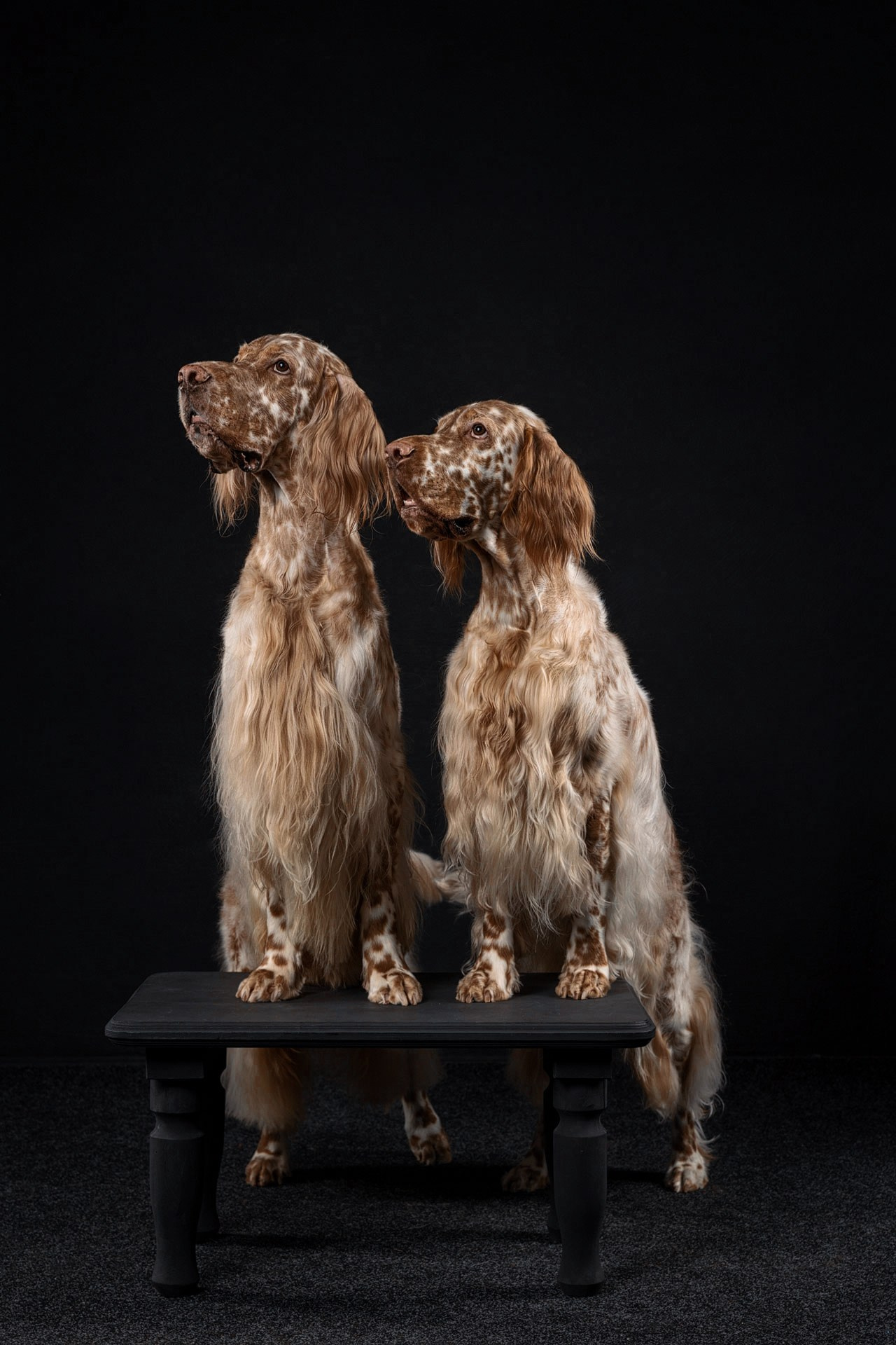 Фотографии собак и щенят. Фотограф Ирина Бобрешова. Коряжма