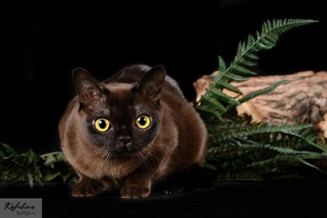 Котёнок американской бурмы. Las Burmas — питомник американской бурмы традиционных линий