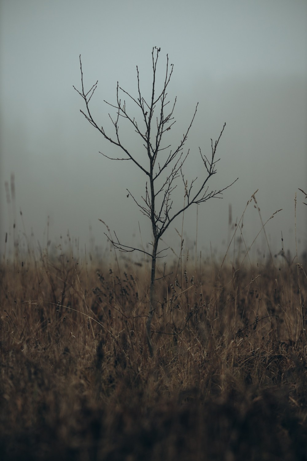 Природные пейзажи. Наталия Клевинскас портретный фотограф в Костроме