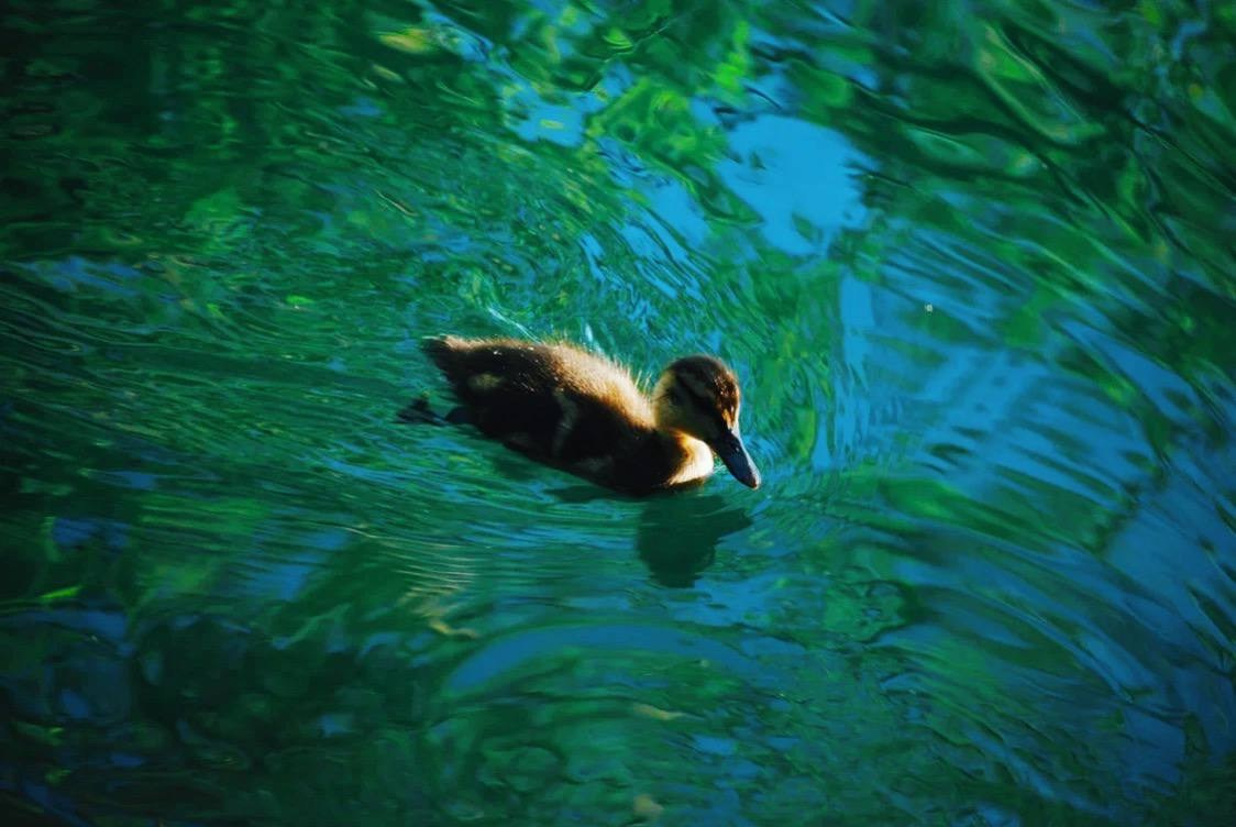 Птицы. Костюмер, художник кино и телевидения в спб