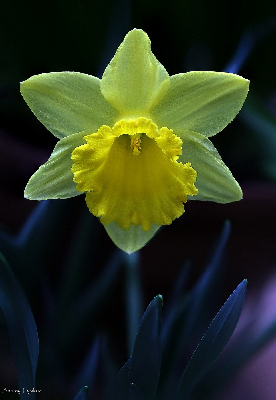 Цветы. Ландшафтный фотограф Андрей Лысиков, Москва