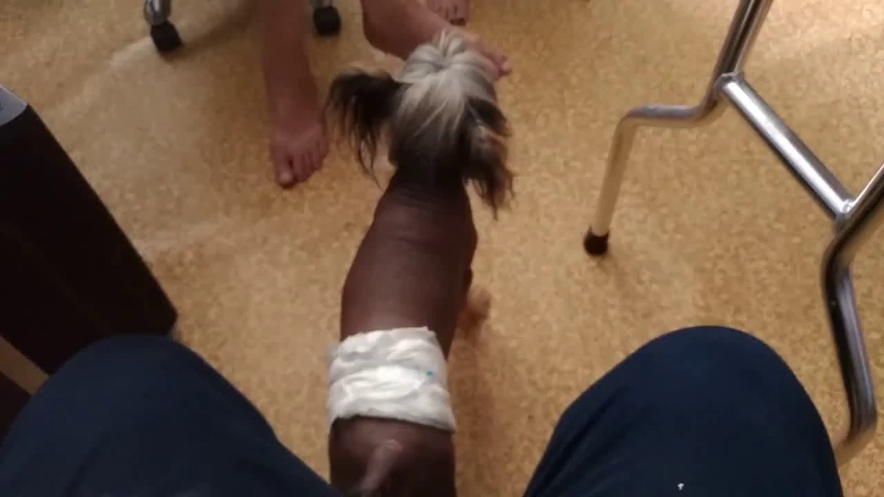 Barthelamew is leaving. Poale Ell Chinese Crested Dog Kennel: Buy a puppy from the kennel