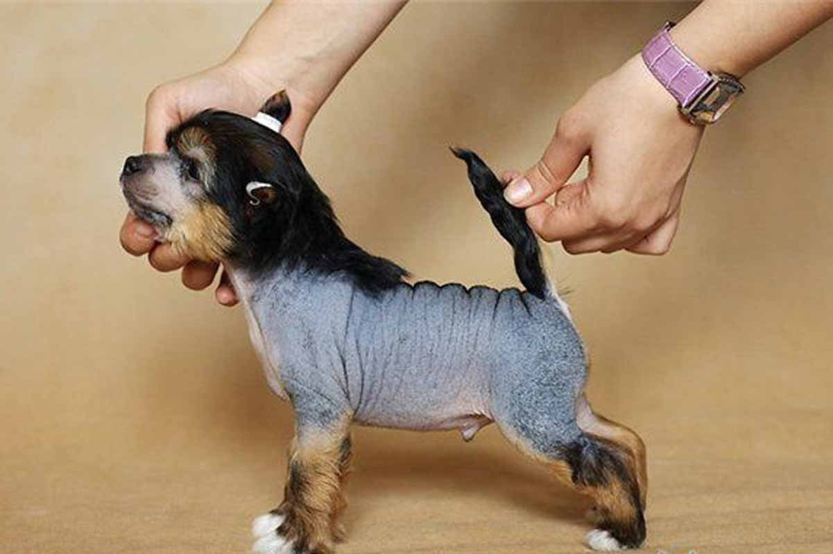 2011 г. Наталья Губенкова ставит маленького Нерончика в стойку