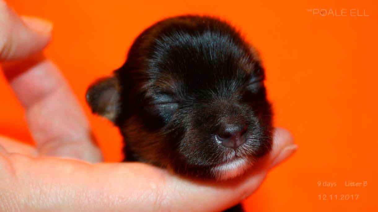 Litter B. Chinese Crested Dog Kennel Poale Ell