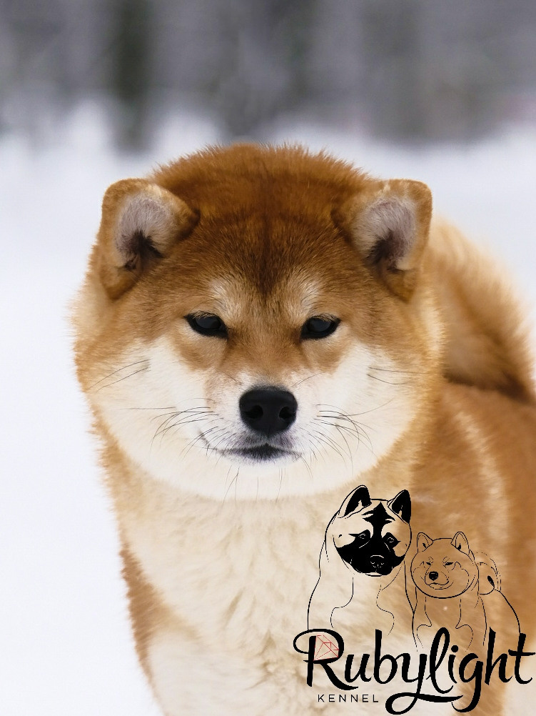 Сиба питомник RUBYLIGHT. Американская акита I Сиба ину I Питомник RUBYLIGHT