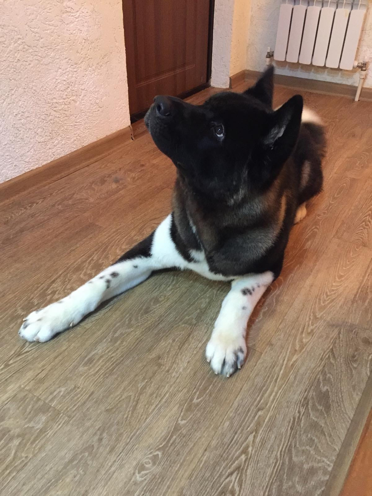 Rubylight Grom Американская акита питомник Рубилайт