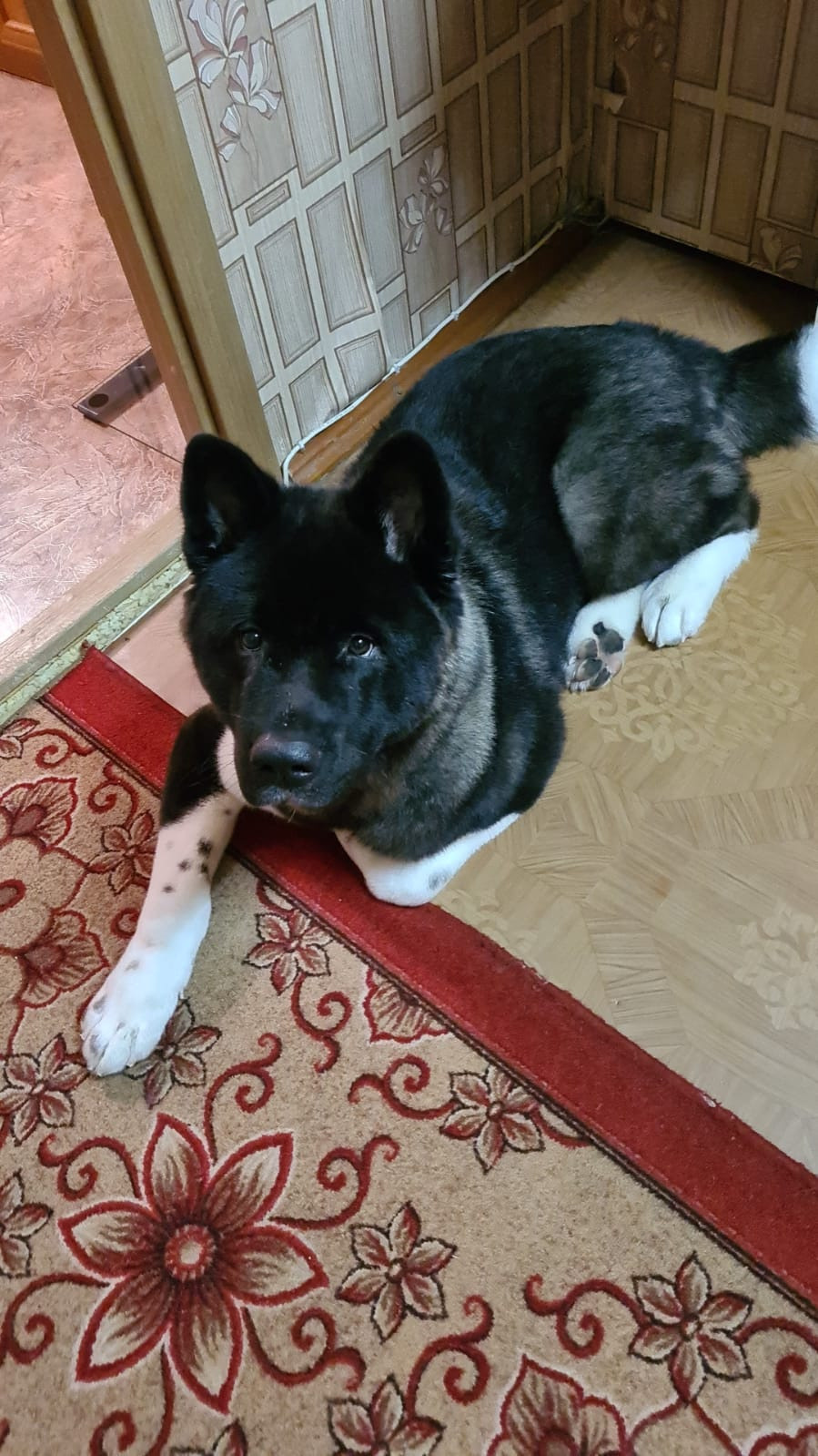 Rubylight Grom Американская акита питомник Рубилайт