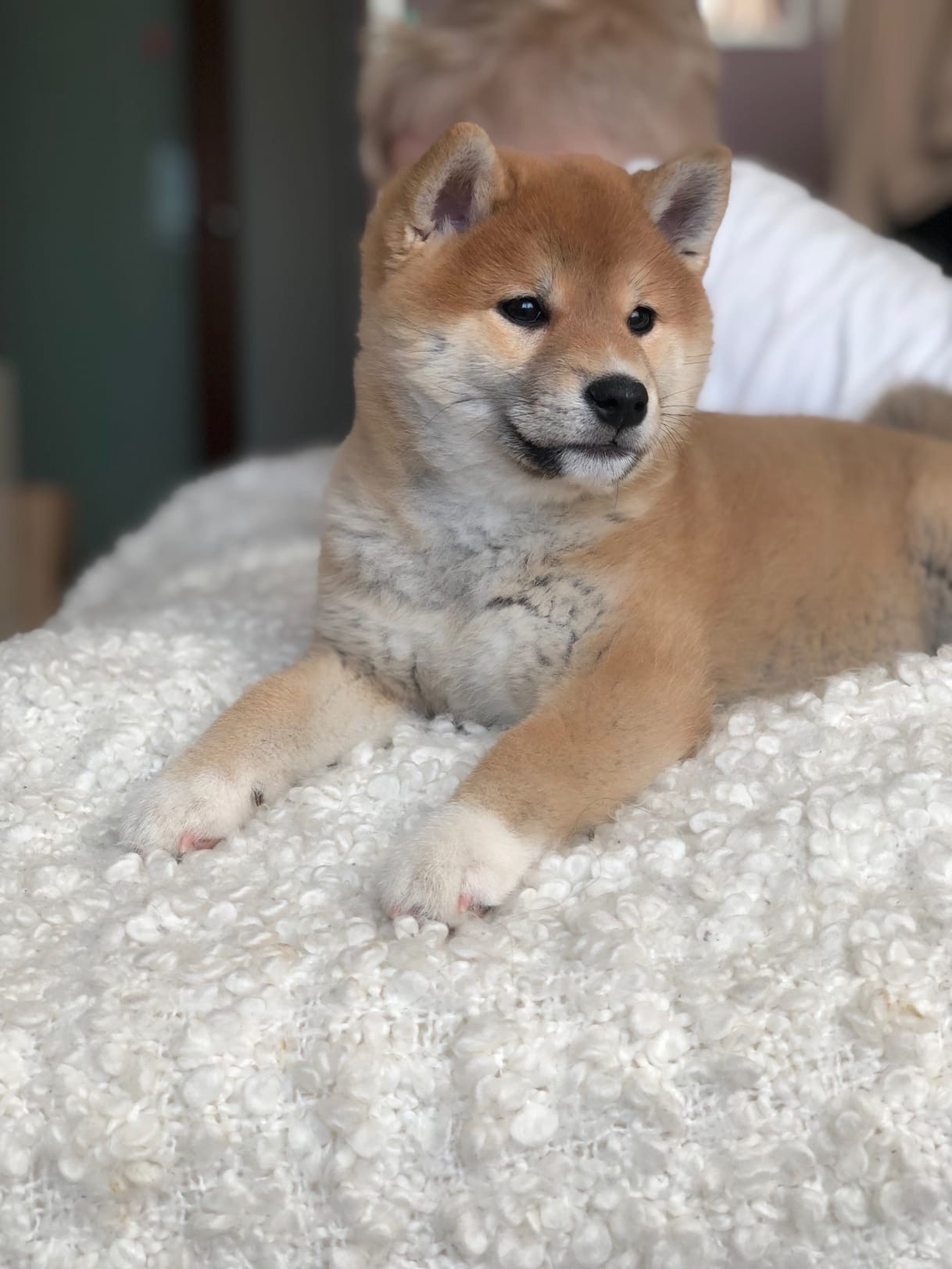 Сиба питомник RUBYLIGHT. Американская акита I Сиба ину I Питомник RUBYLIGHT