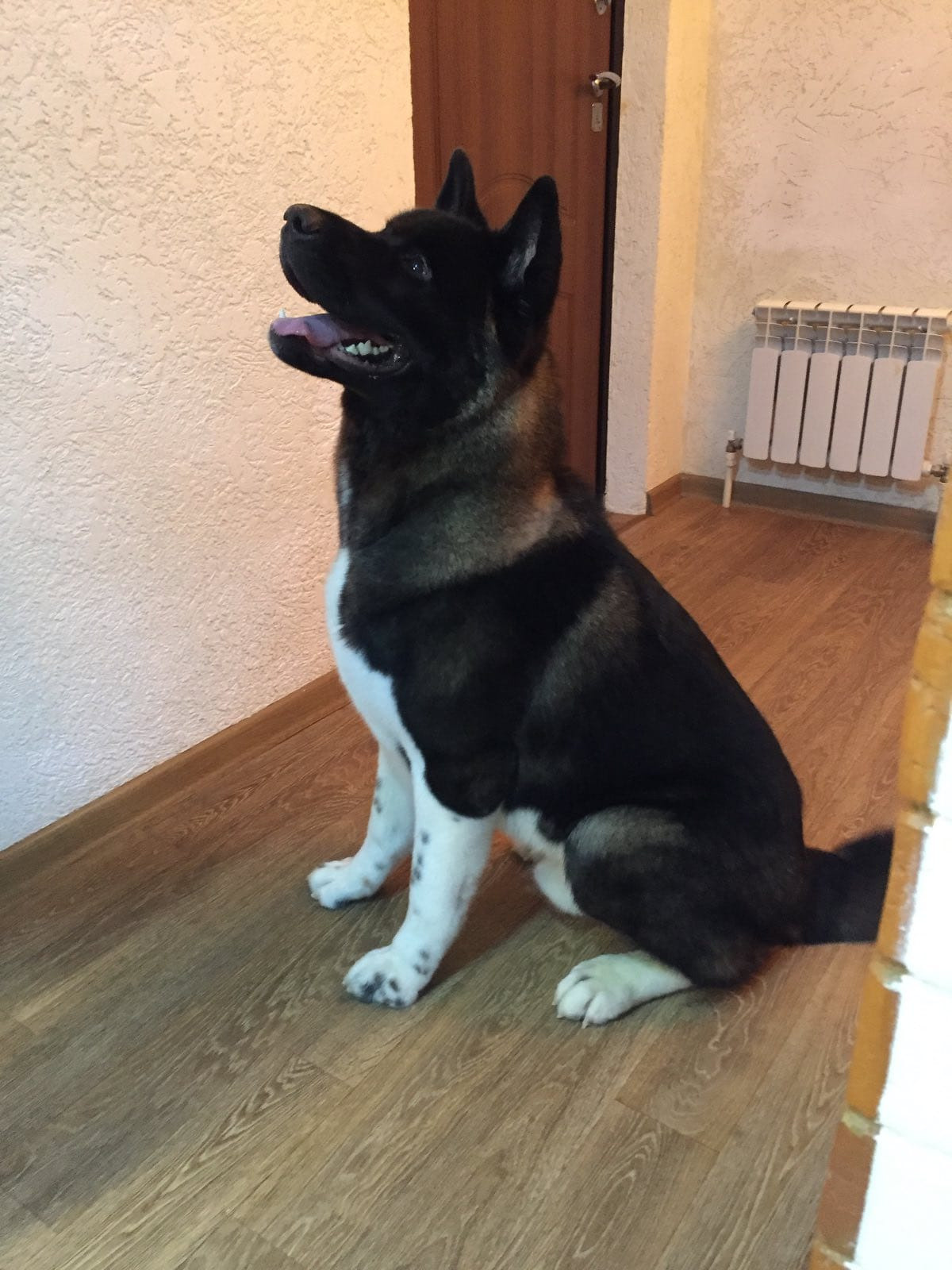 Rubylight Grom Американская акита питомник Рубилайт