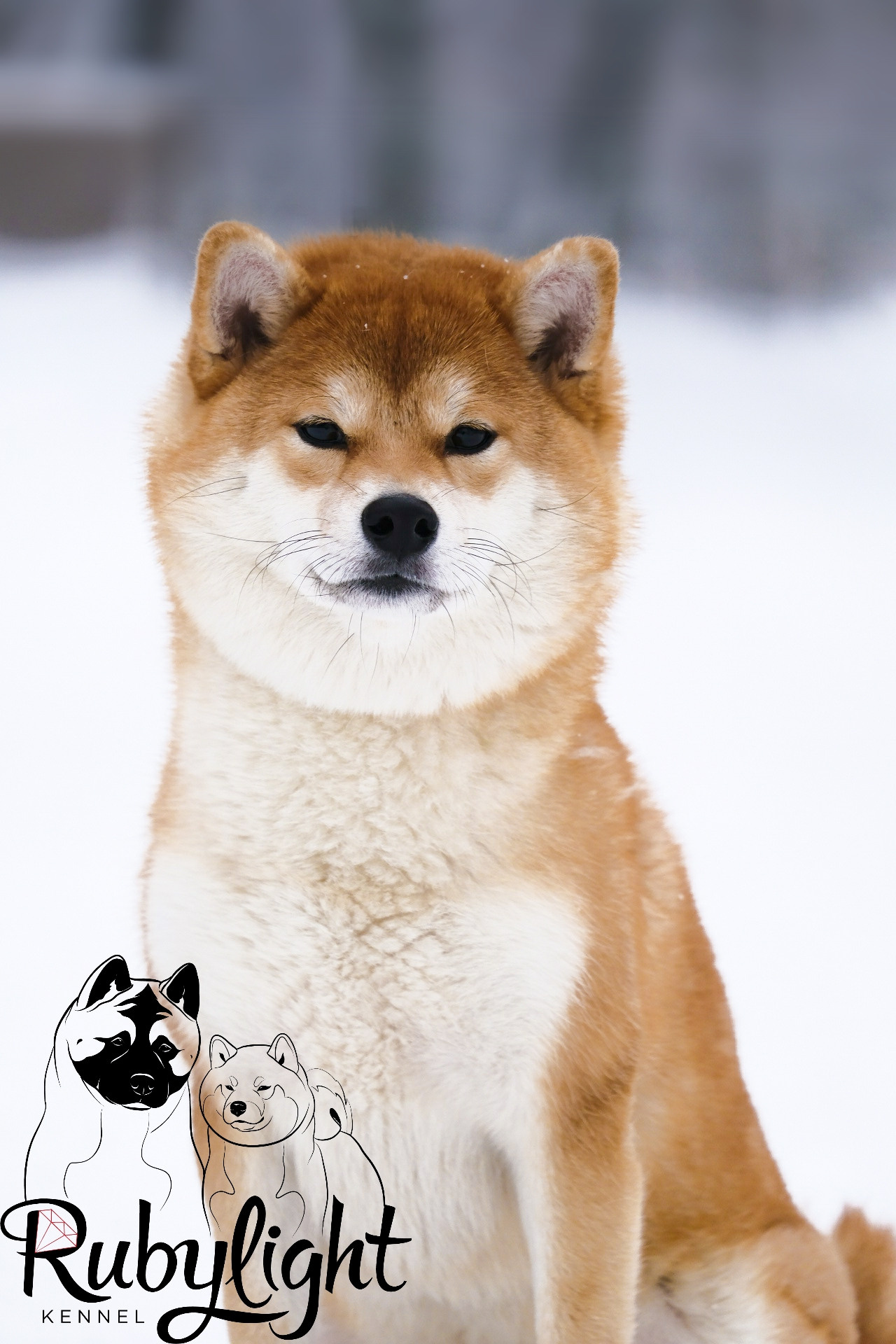 Сиба питомник RUBYLIGHT. Американская акита I Сиба ину I Питомник RUBYLIGHT