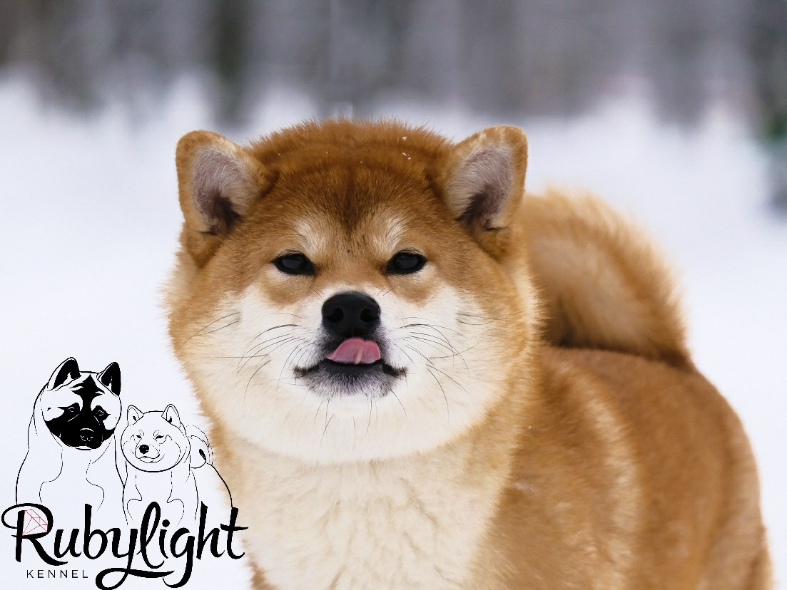 Сиба питомник RUBYLIGHT. Американская акита I Сиба ину I Питомник RUBYLIGHT