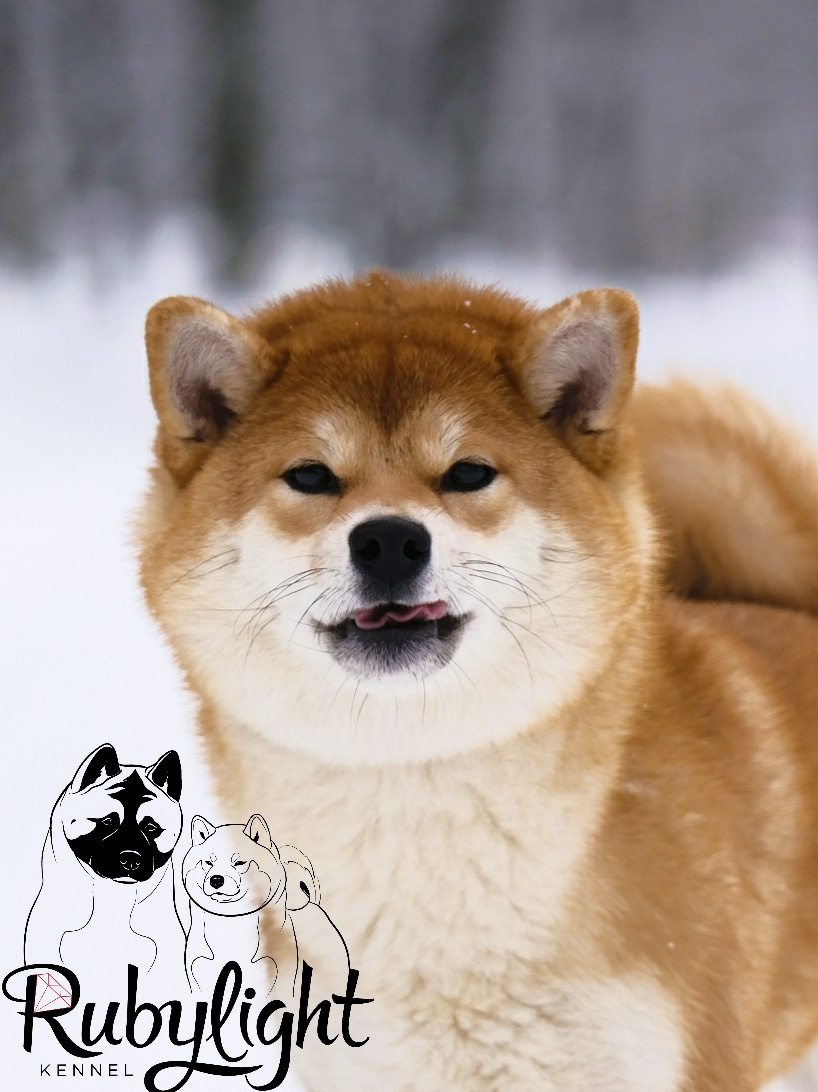 Сиба питомник RUBYLIGHT. Американская акита I Сиба ину I Питомник RUBYLIGHT