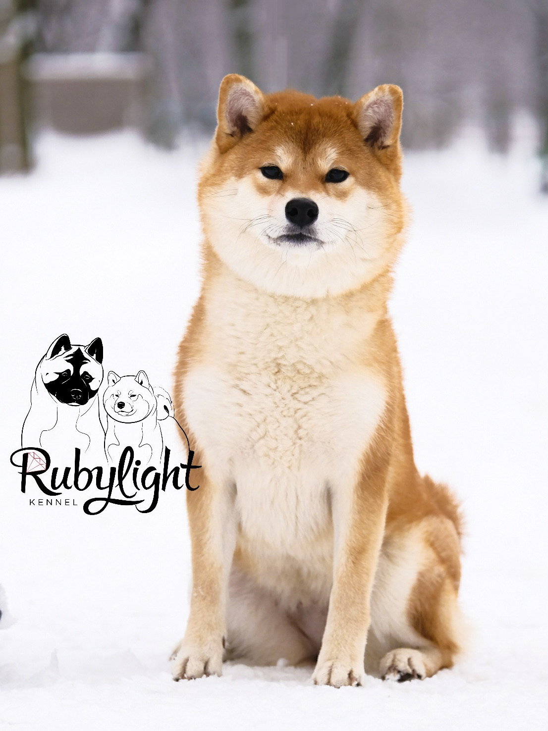 Сиба питомник RUBYLIGHT. Американская акита I Сиба ину I Питомник RUBYLIGHT