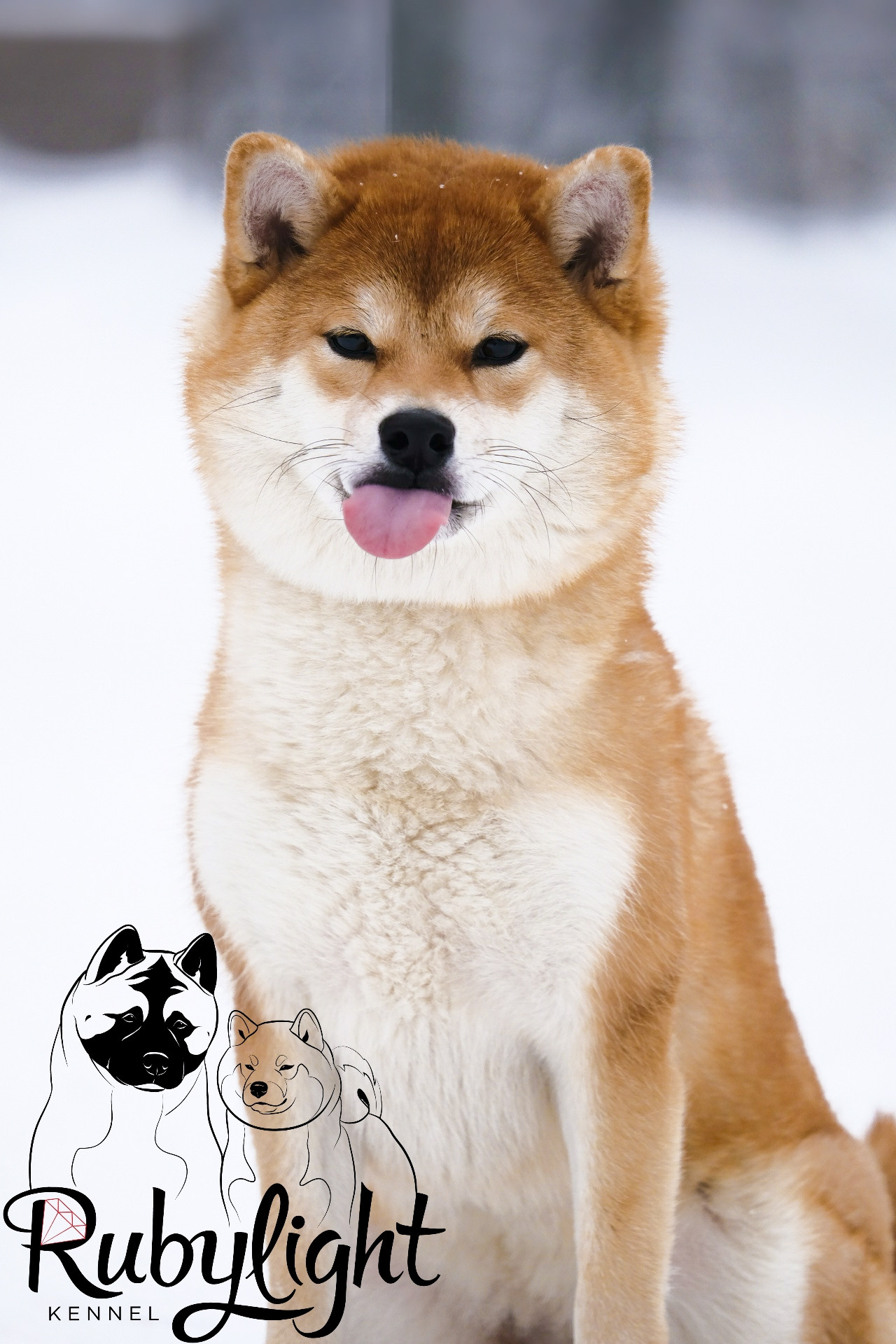 Сиба питомник RUBYLIGHT. Американская акита I Сиба ину I Питомник RUBYLIGHT