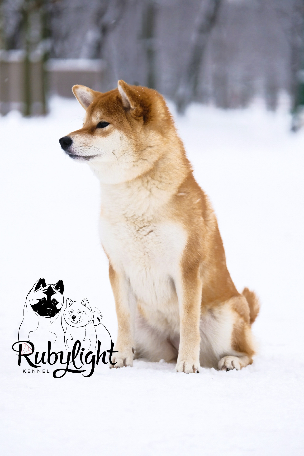 Сиба питомник RUBYLIGHT. Американская акита I Сиба ину I Питомник RUBYLIGHT