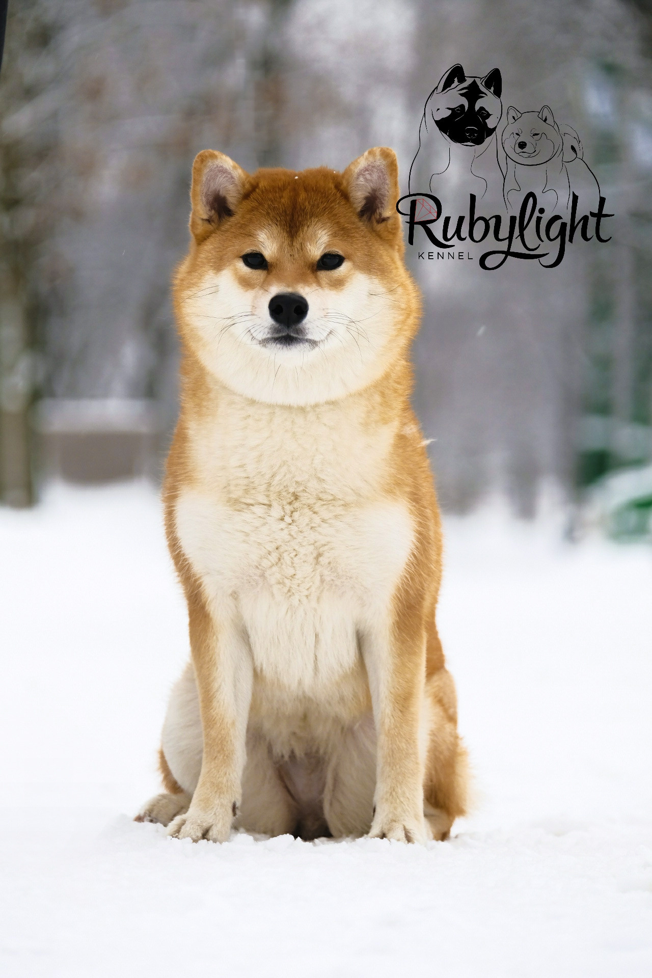 Сиба питомник RUBYLIGHT. Американская акита I Сиба ину I Питомник RUBYLIGHT