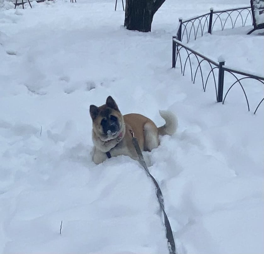 RUBYLIGHT GARMONIA * Гаара. AMERICAN AKITA RUBYLIGHT KENNEL I SHIBA-INU