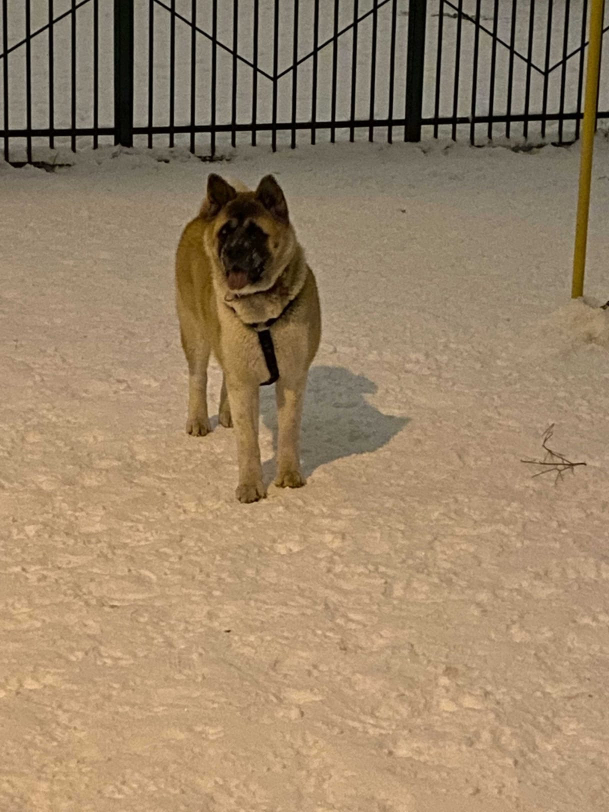 RUBYLIGHT GARMONIA * Гаара. AMERICAN AKITA RUBYLIGHT KENNEL I SHIBA-INU