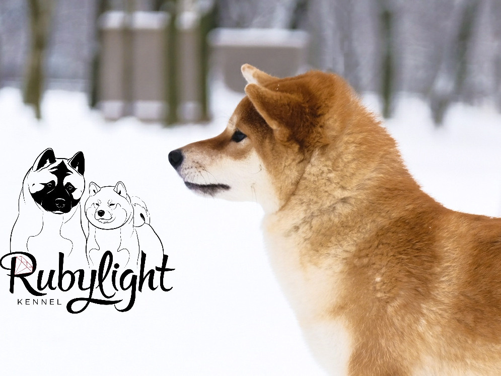 Сиба питомник RUBYLIGHT. Американская акита I Сиба ину I Питомник RUBYLIGHT