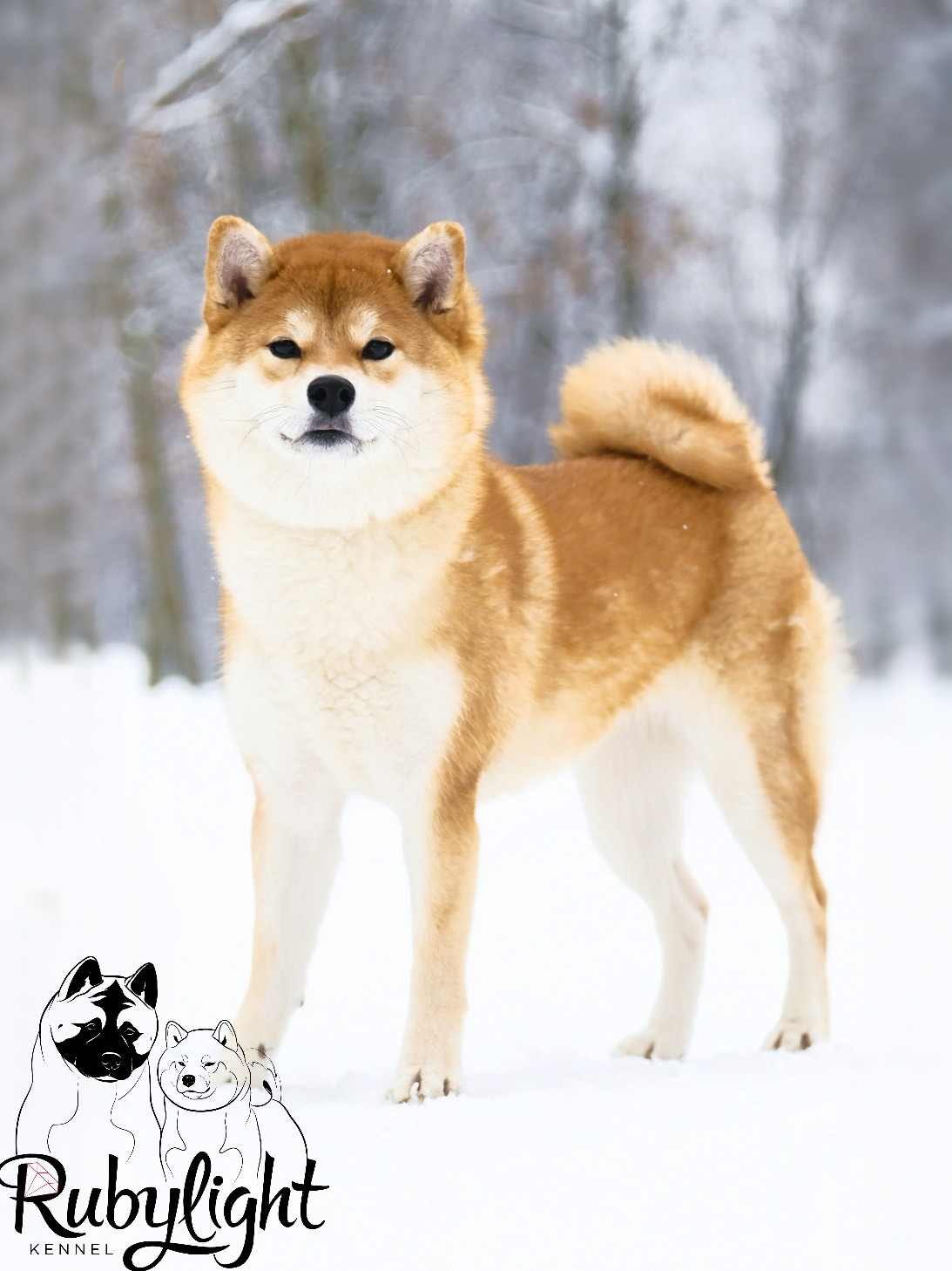 Сиба питомник RUBYLIGHT. Американская акита I Сиба ину I Питомник RUBYLIGHT