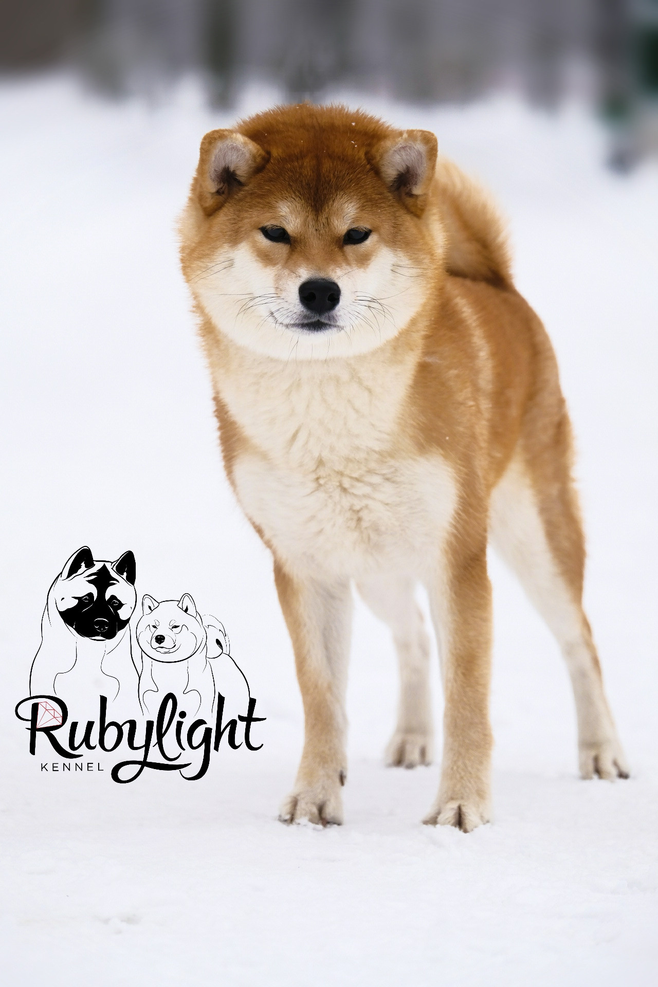 Сиба питомник RUBYLIGHT. Американская акита I Сиба ину I Питомник RUBYLIGHT